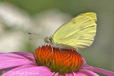 Cabbage White