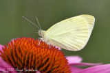 Cabbage White