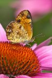 Pearl Crescent