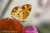Pearl Crescent