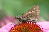 Little Glassywing