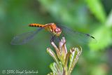 Ruby or Cherry-faced Meadowhawk