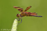 Halloween Pennant