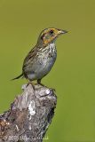 Saltmarsh Sparrow