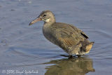 Clapper Rail (juvenile)