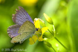 Eastern Tailed-Blue