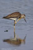 Lesser Yellowlegs