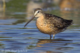 Short-billed Dowitcher