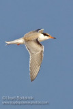 Common Tern (juvenile)