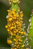 Oleander Aphids