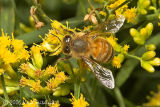 Honey Bee