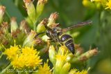 Mason Wasp