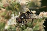 Syrphid (Flower) Fly