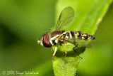 Syrphid (Hover) Fly (male)