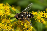 Syrphid (Flower) Fly