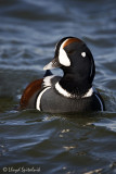 Harlequin Duck