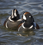 Harlequin Duck