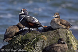 Harlequin Duck