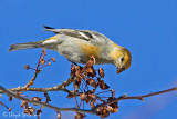 Pine Grosbeak