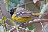 Scotts Oriole