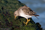 Purple Sandpiper