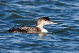 Common Loon
