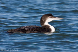 Common Loon