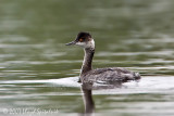 Eared Grebe