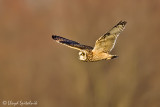 Short-eared Owl
