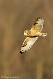Short-eared Owl