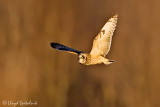 Short-eared Owl