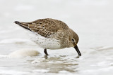 Dunlin (1st winter)
