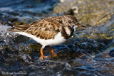 Ruddy Turnstone
