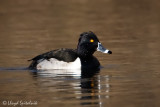 Ring-necked Duck (male)