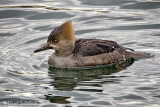 Hooded Merganser