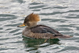 Hooded Merganser