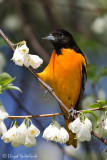 Baltimore Oriole