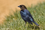 Brown-headed Cowbird