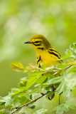 Prairie Warbler