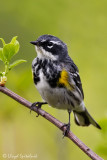 Yellow-rumped Warbler