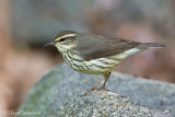 Northern Waterthrush