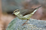 Northern Waterthrush