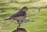 Northern Waterthrush