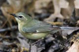 Black-throated Blue Warbler (female)