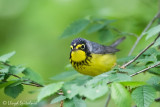 Canada Warbler