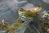 Ovenbird