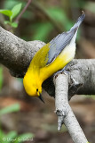 Prothonotary Warbler