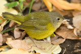 Mourning Warbler