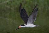 black skimmer<br><i>(Rynchops niger, NL: amerikaanse schaarbek)</i>