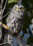 african scops-owl <br> afrikaanse dwergooruil <br> Otus senegalensis